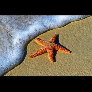 Meet your Posher, Sarahy